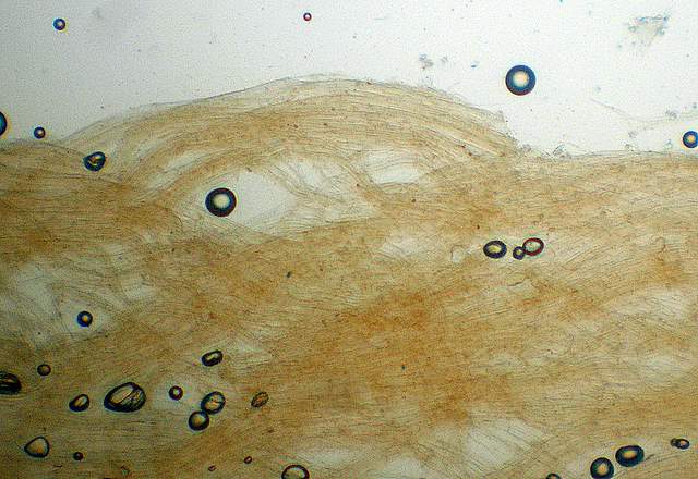 Cortinarius spec. Cod.:2392-7